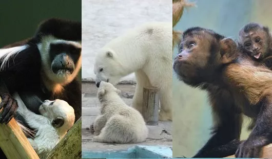 архив редакции, Олеся Емельянова, udm-zoo.ru