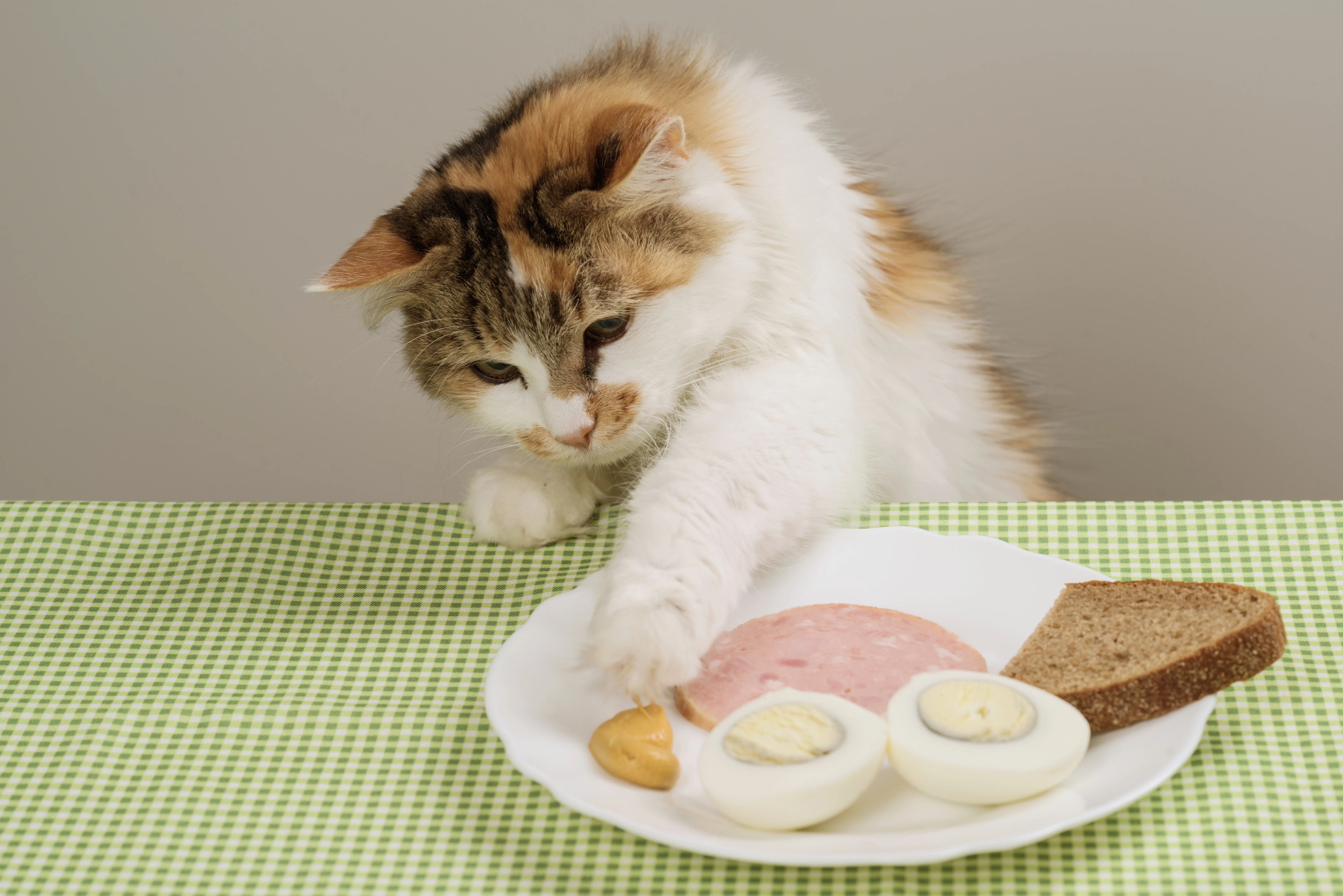 Эти продукты с человеческого стола медленно убивают кошек – но многие хозяева дают их питомцу каждый день
