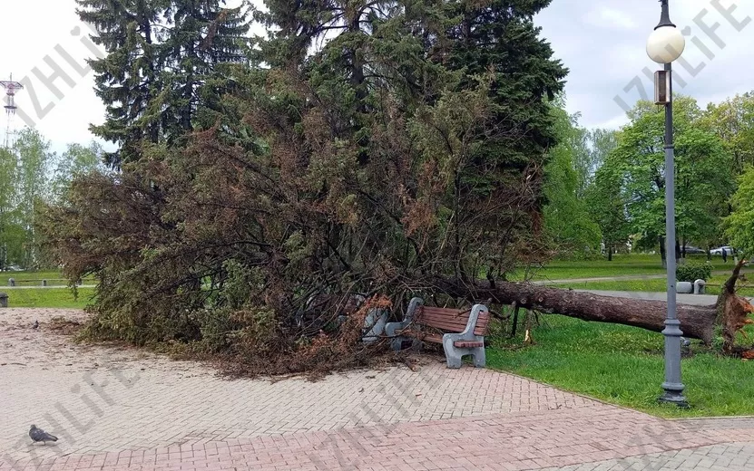 Фото: ветер вырвал с корнями ель в Сквере Победы в Ижевске