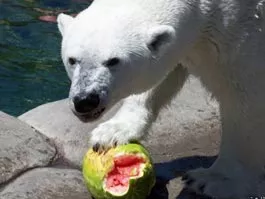 funzoo.ru. И попробуй отбери лакомство у мишки!