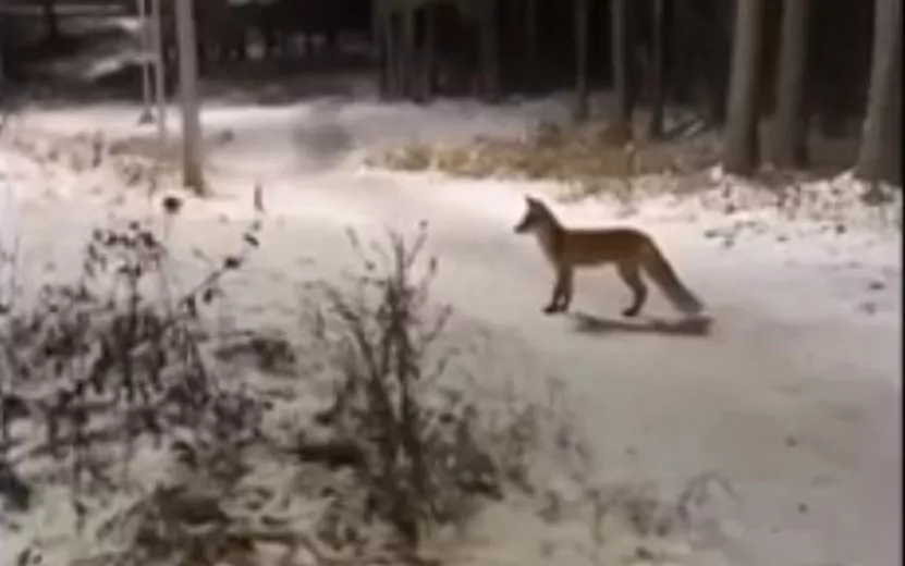 Видеофакт: двух лисиц заметили вечером в Ижевске