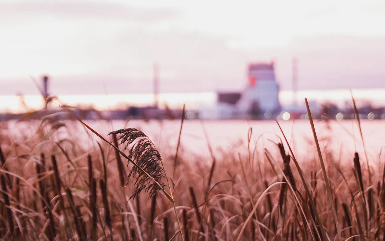 Молодежные группировки, ненужные елки, невкусная еда из магазина: что обсуждают ижевчане в соцсетях 14 ноября