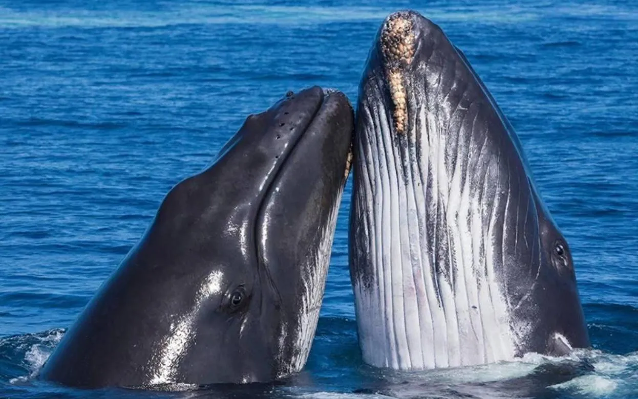 Ученые удивлены: кашалоты устроили схватку – что скрывается за этим поведением 