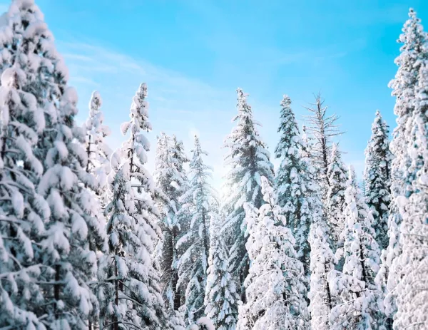 Фото: pexels.com