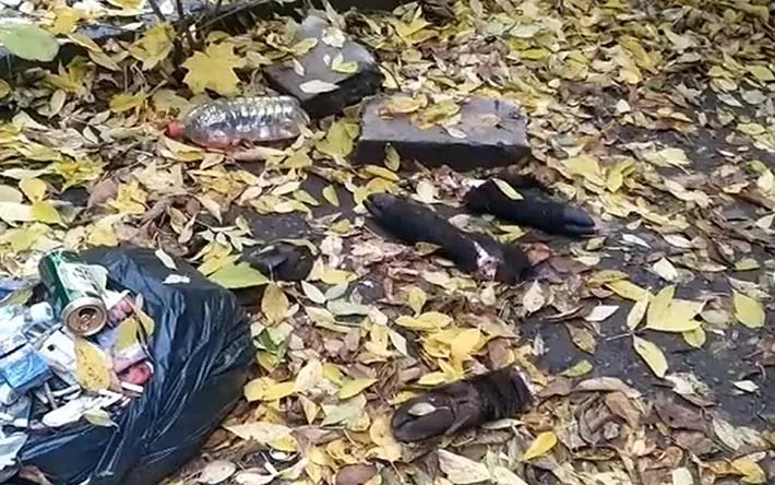 Останки кабана нашли в Первомайском районе Ижевска