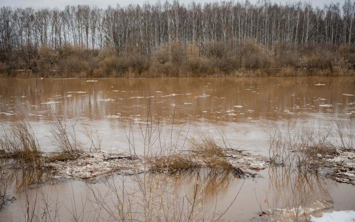 Приют для животных эвакуировали в Глазове из-за паводка