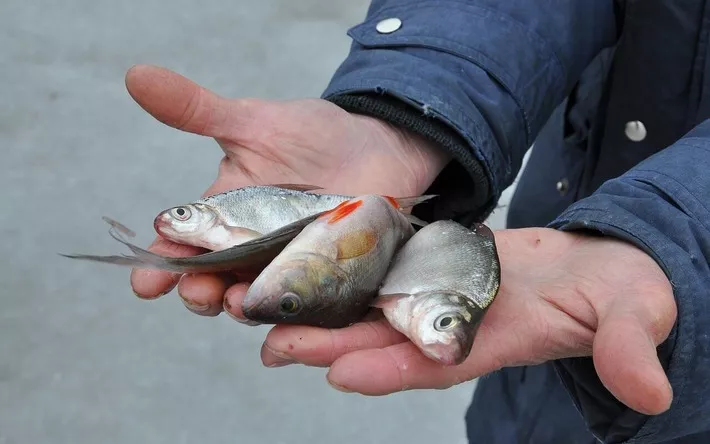 В Удмуртии вводят запрет на рыбную ловлю