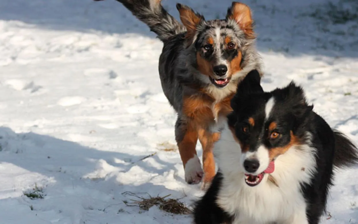 Число пострадавших от укусов животными выросло на 16,5% в Удмуртии