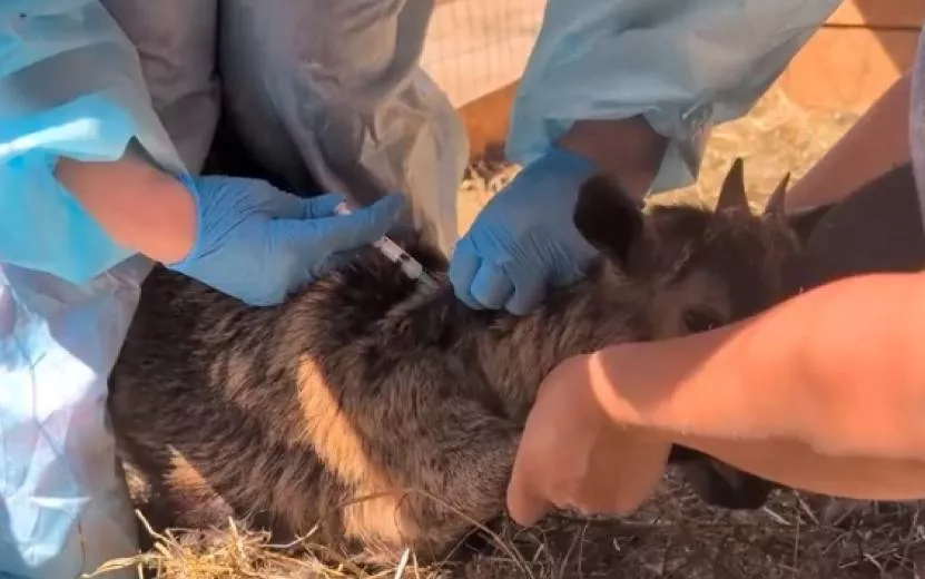 В Удмуртии за полгода вакцинировано более 260 тысяч животных от бешенства