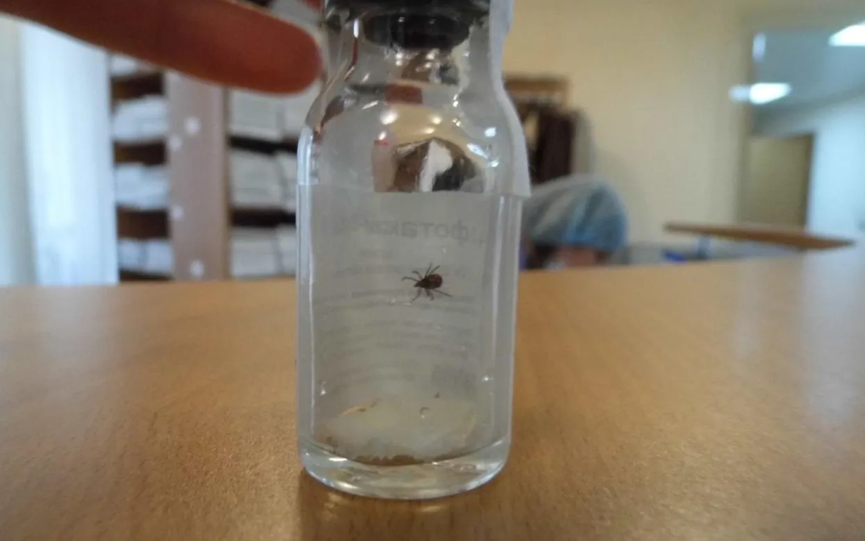 Первый случай присасывания клеща зарегистрировали в Удмуртии