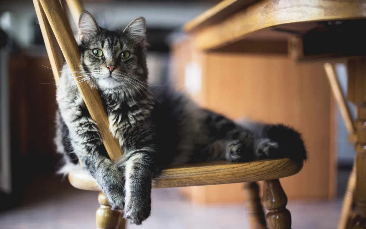 Безопасность кошки дома: как сделать жилье комфортным для эмоционального состояния питомца и безопасным для его здоровья