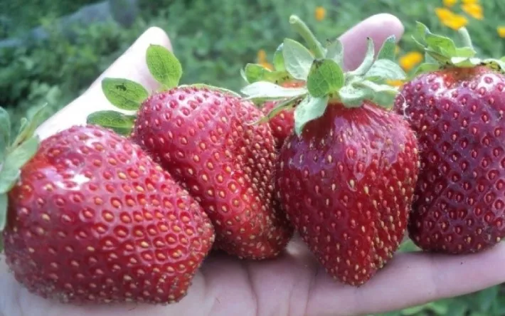 Где жители Ижевска могут купить новые высокоурожайные сорта плодово-ягодных культур