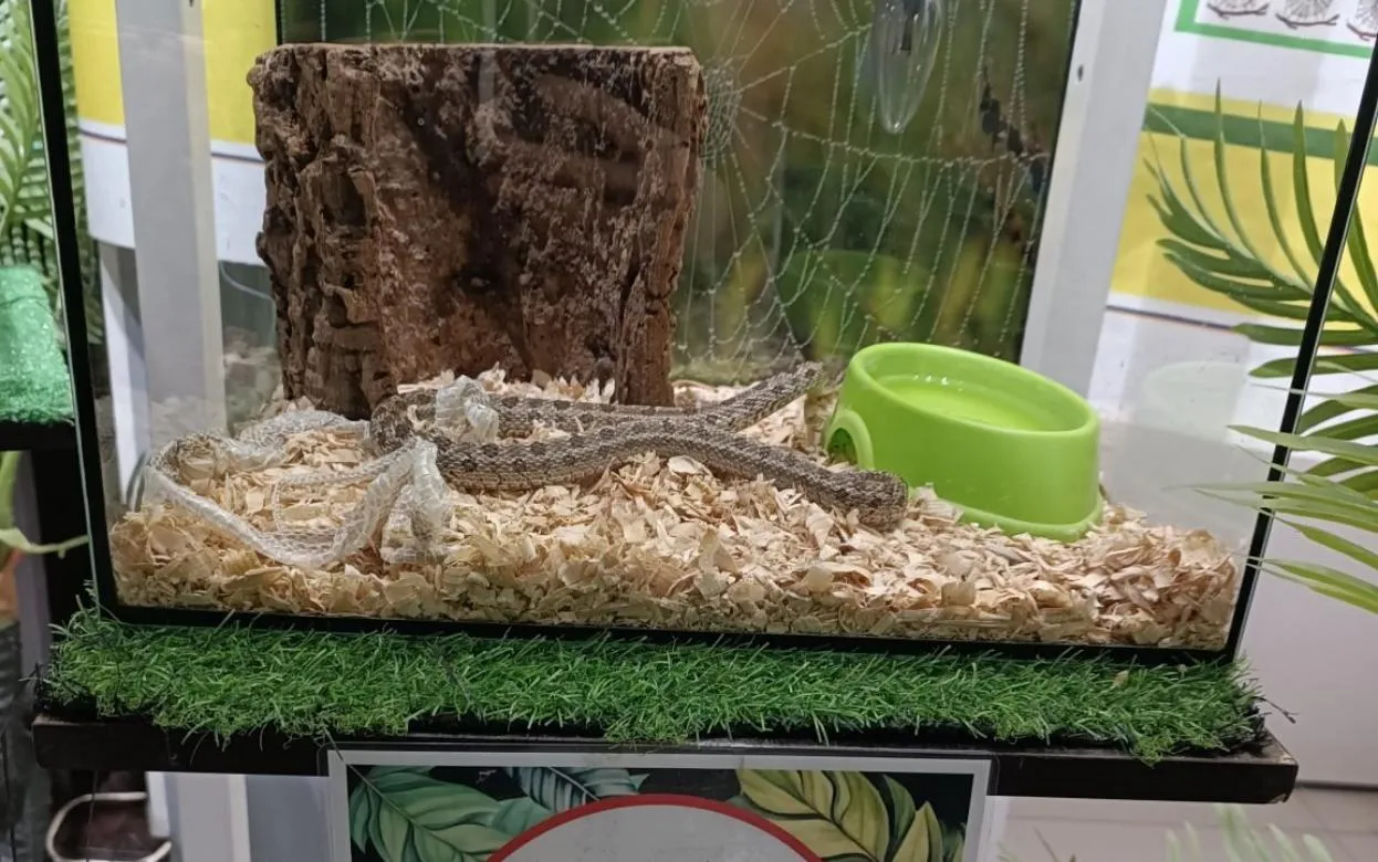Экзотеррариум работал в торговом центре Воткинска без лицензии и с множеством нарушений