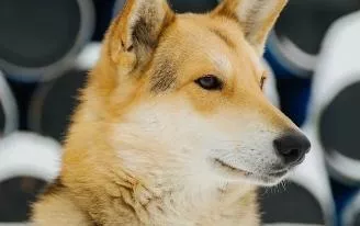 Ижевский Хатико: рыжий пес катается в общественном транспорте и ищет хозяина