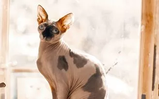 Кот-нянька и любительница гречки: фото кошек в ижевском «Kотоgram»