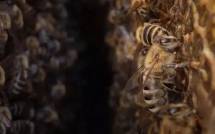 Случаи массовой гибели пчел снова выявили в Удмуртии