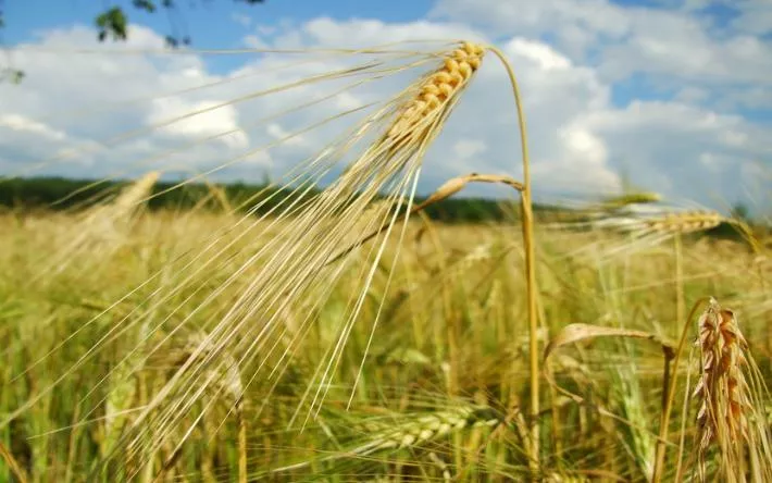 Александр Бречалов признал невозможность достижения плана по миллиону тонн зерна в 2023 году