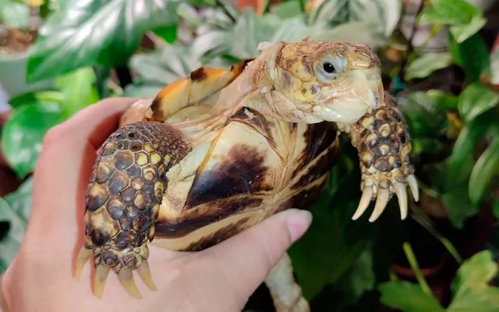 6 причин не заводить дома черепаху
