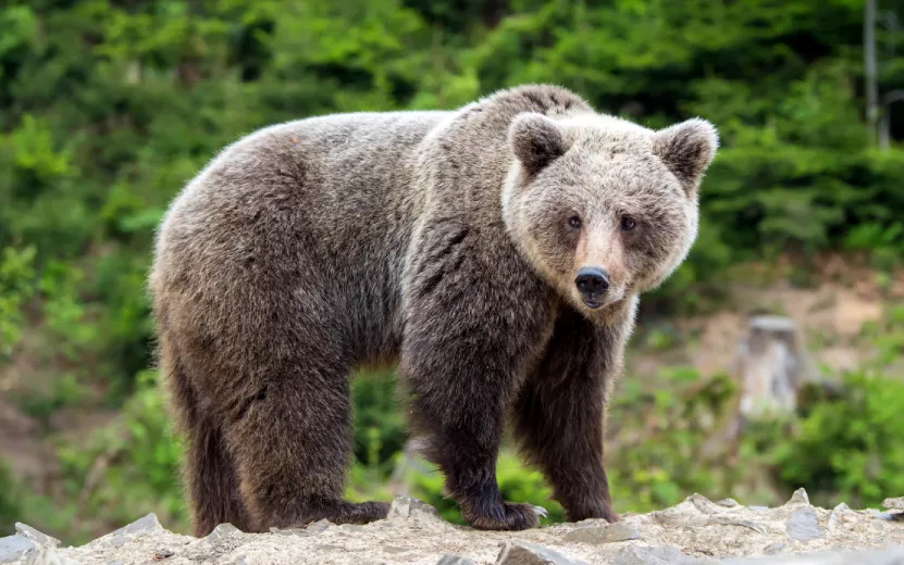 Уже седьмой случай трихинеллёза у медведя зарегистрировали в Удмуртии