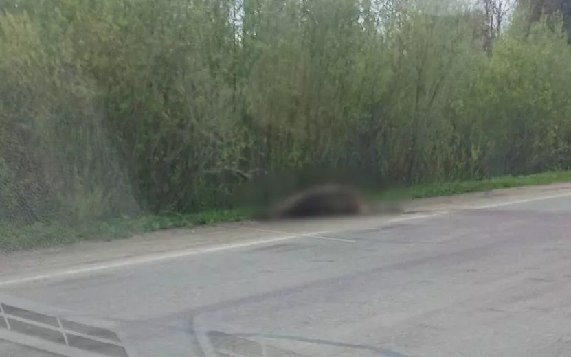 Лосиху насмерть сбили на Славянском шоссе в Ижевске