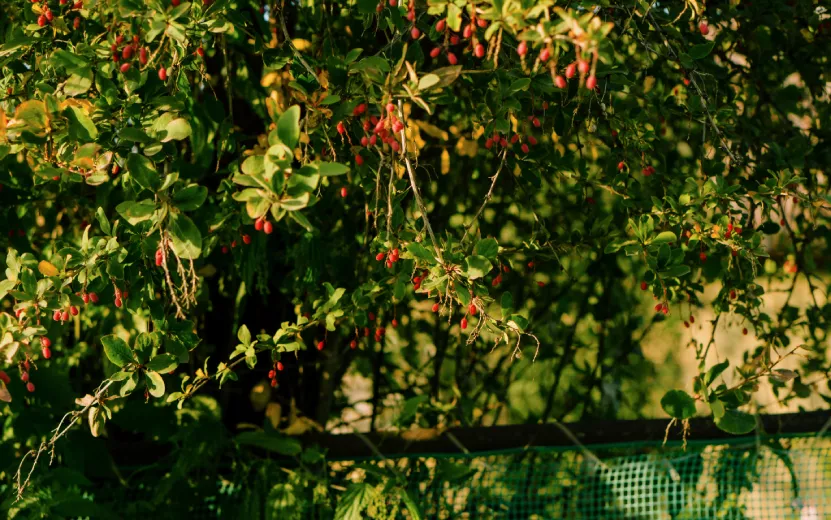 Погода в Ижевске на неделю: с 8 по 12 июля ждем облачность, небольшие дожди и жару до +30°С