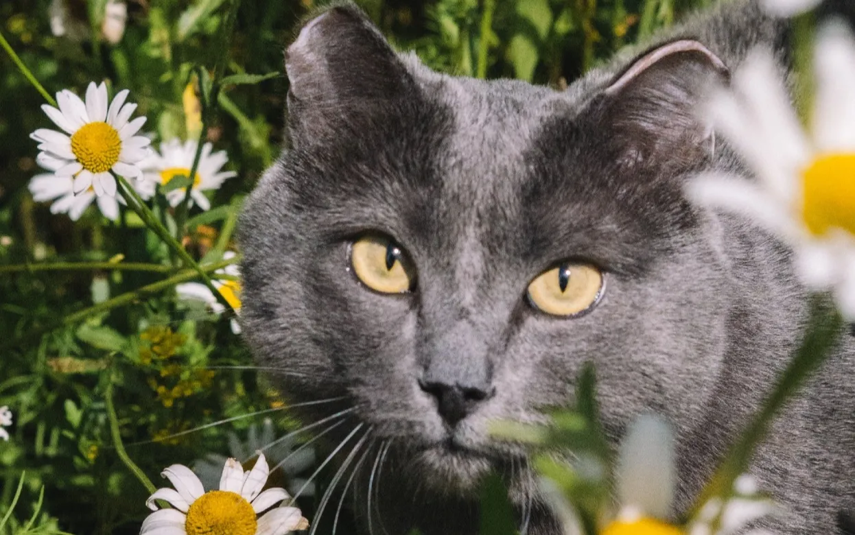 Железный Арни: как бездомный кот без лап из Удмуртии обрел дом и новые лапки