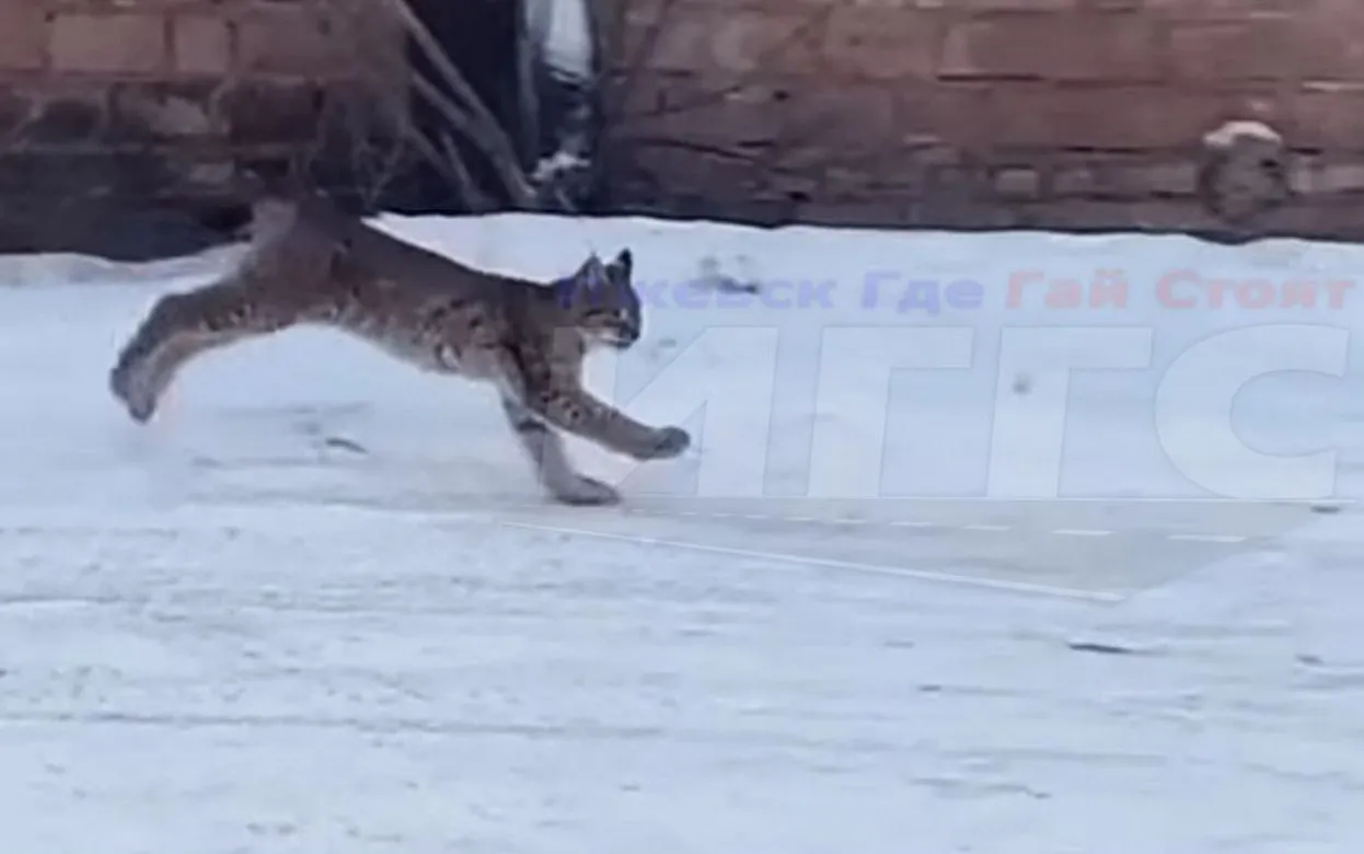 Поиски замеченной в центре Ижевска рыси продолжаются