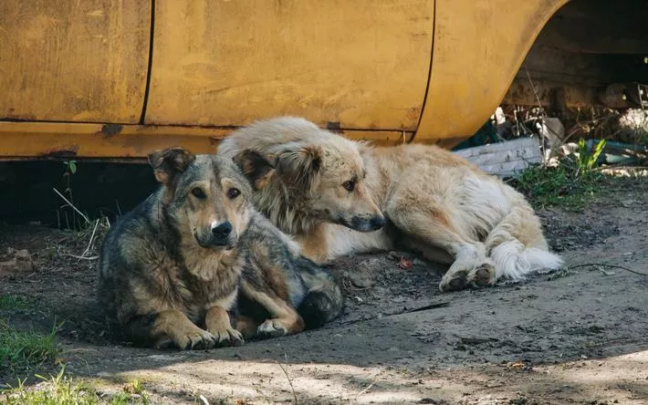Власти Ижевска расторгли контракт на отлов бездомных животных
