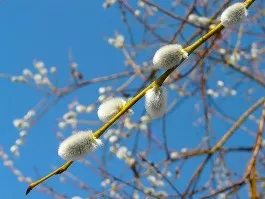 blogs.privet.ru
