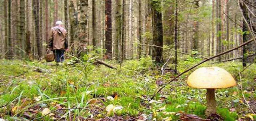 В сентябре в лесах Удмуртии нашли двух заблудившихся грибников