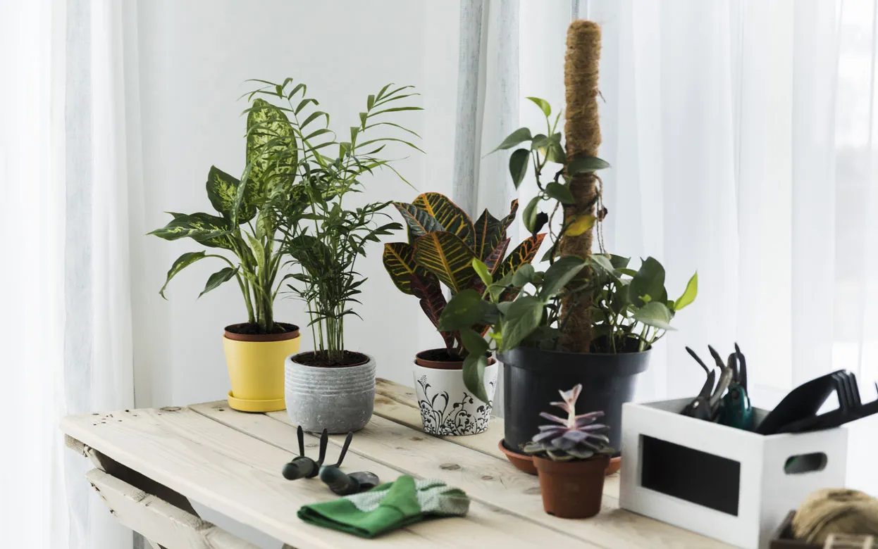 Цветы под присмотром: приложения, которые помогут контролировать уход за растениями