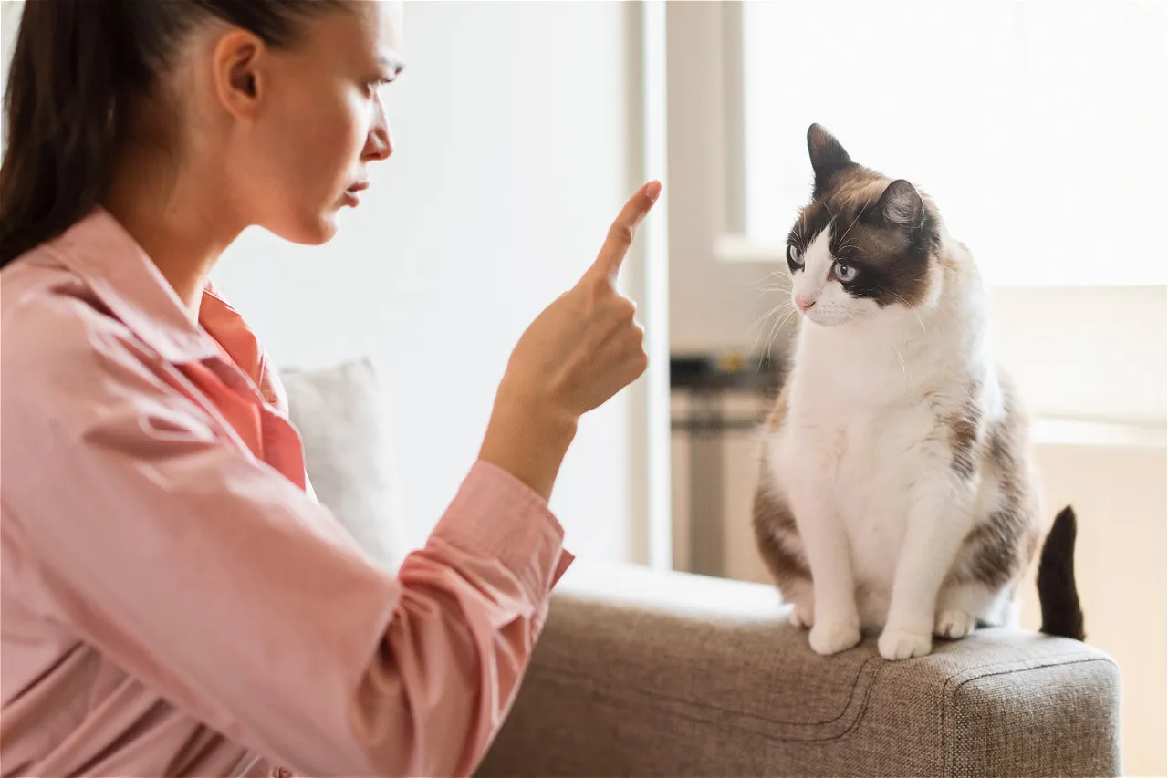 5 вещей, которые кошка не прощает хозяину: после этого питомец начинает отдаляться