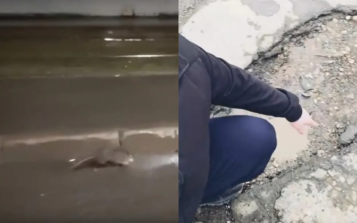 Нашествие крыс на Ижевск, призыв строить дома, яма у администрации: что обсуждают ижевчане в соцсетях 21 апреля