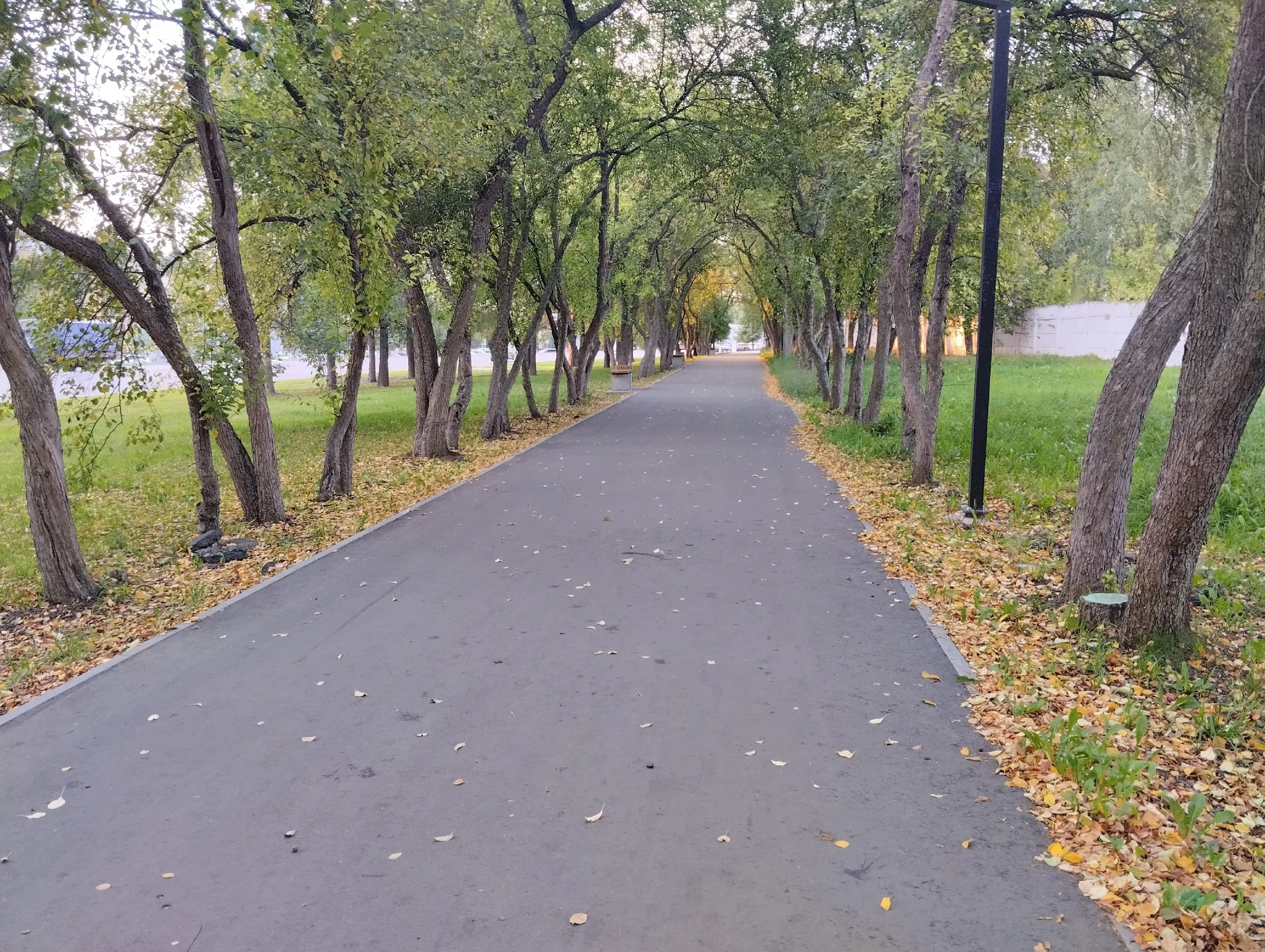 Фотофакт: в Ижевске опали первые осенние листья