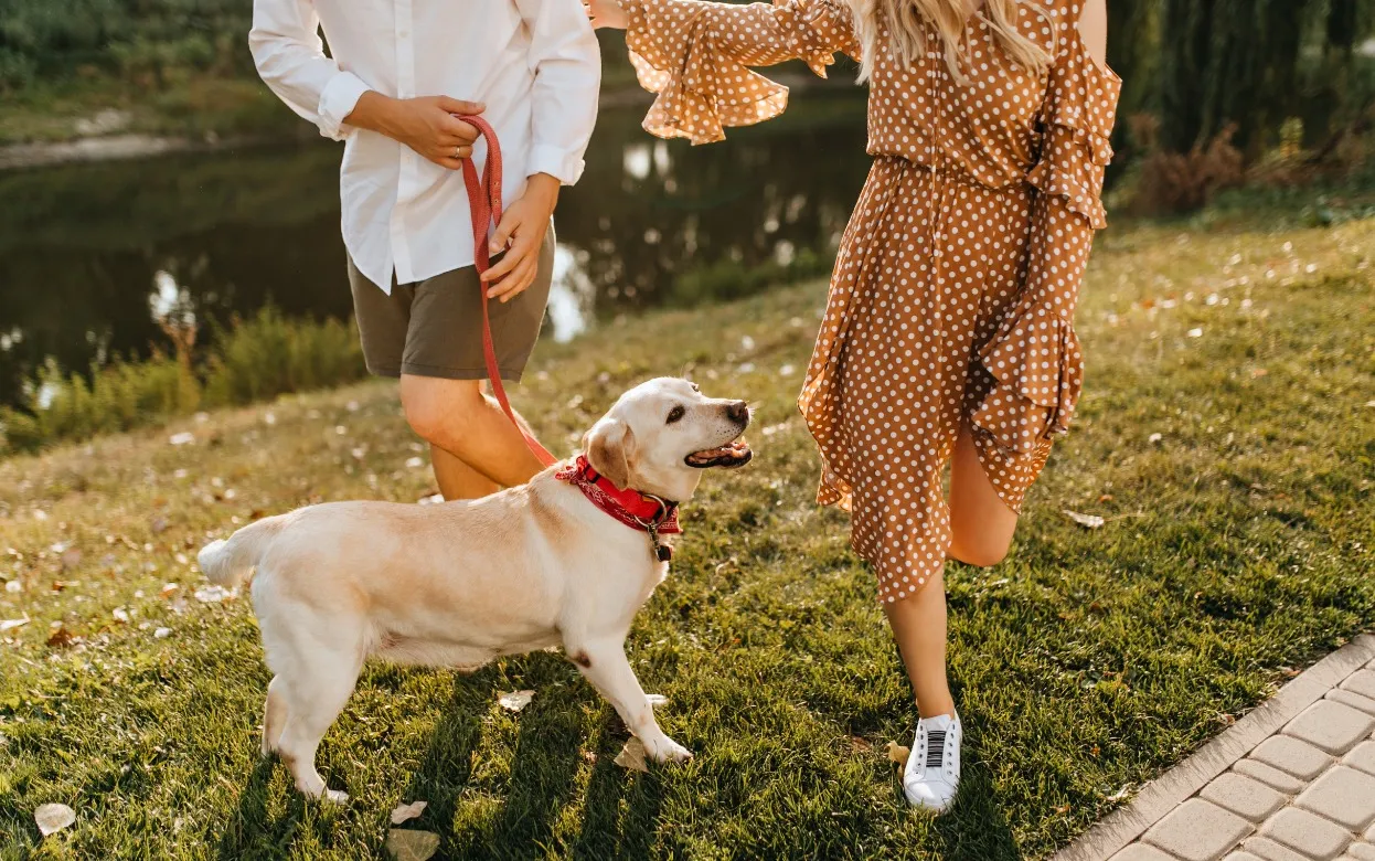 64% ижевчан против введения налога на выгул собак