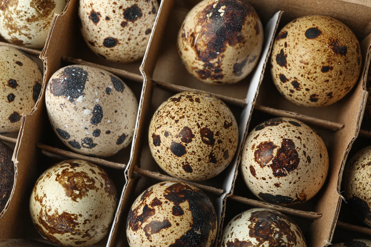 Купили перепелиные яйца — что дальше? Идеи, которые пригодятся