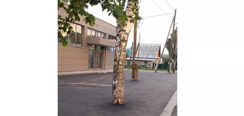 В Ижевске дорожники закатали в асфальт дерево