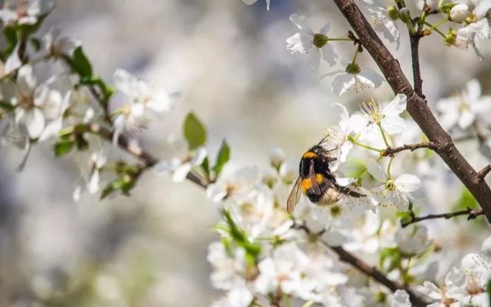 Гороскоп на 21 апреля: Тельцам стоит ждать сюрпризов, а Девам – остерегаться сумасшедших