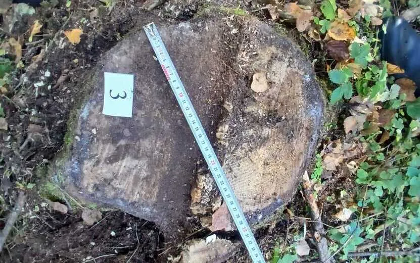 Житель Кезского района незаконно спилил 11 елей на сумму свыше 200 тысяч рублей