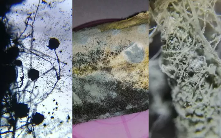 Поле из одуванчиков и зимний пейзаж: как выглядит под микроскопом обычная плесень
