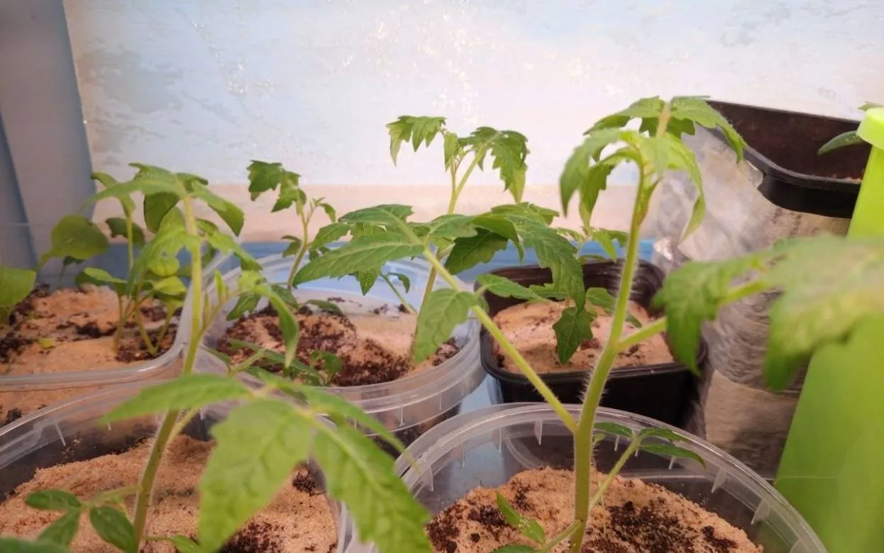 Нужно ли опылять помидоры на подоконнике? Ошибка, из-за которой нет урожая