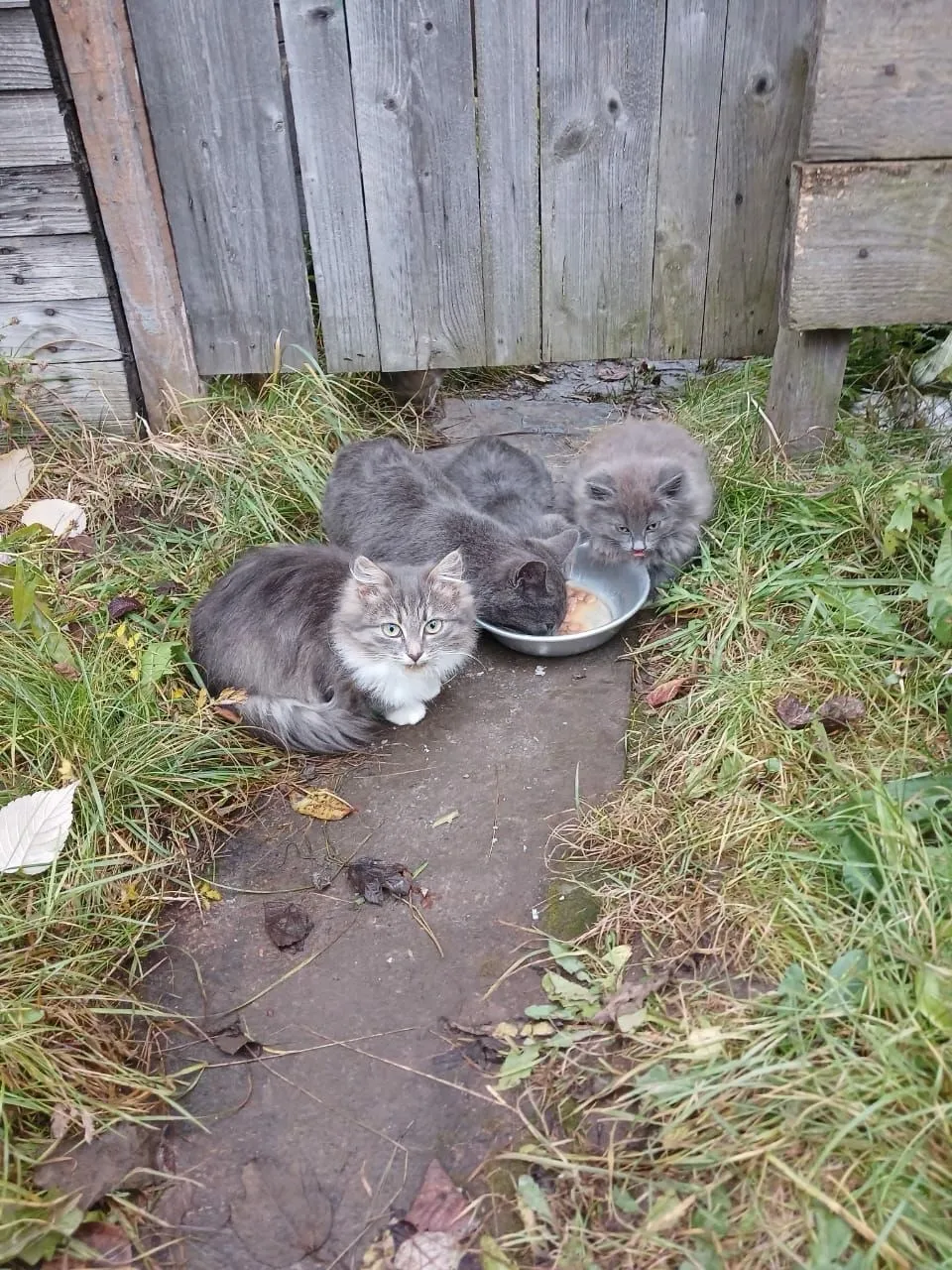 Кошка и котята из СНТ ищут дом