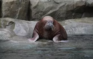 «Гринпис» сообщил о смерти моржихи Несейки в ижевском зоопарке