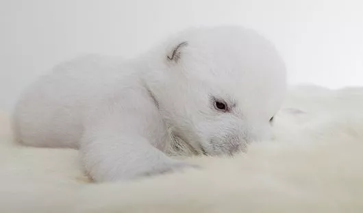 zooblog.ru