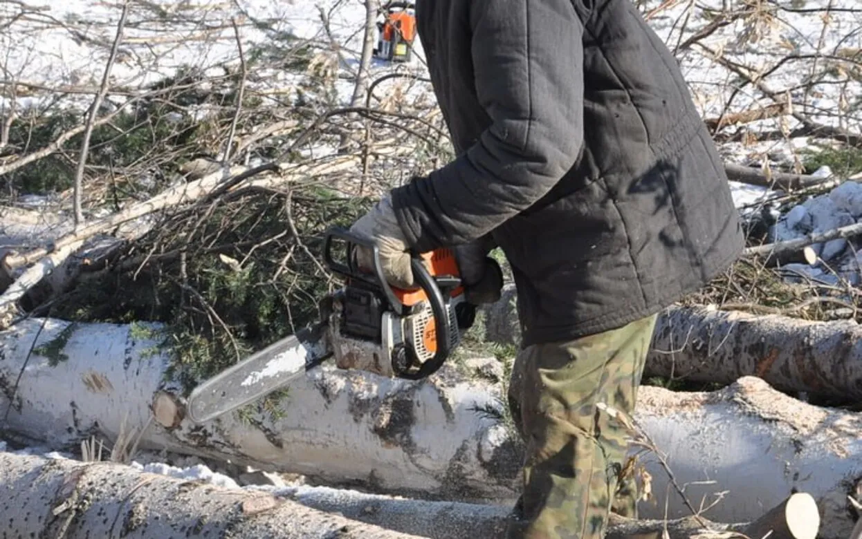Житель Удмуртии получил обязательные работы за незаконную рубку елок