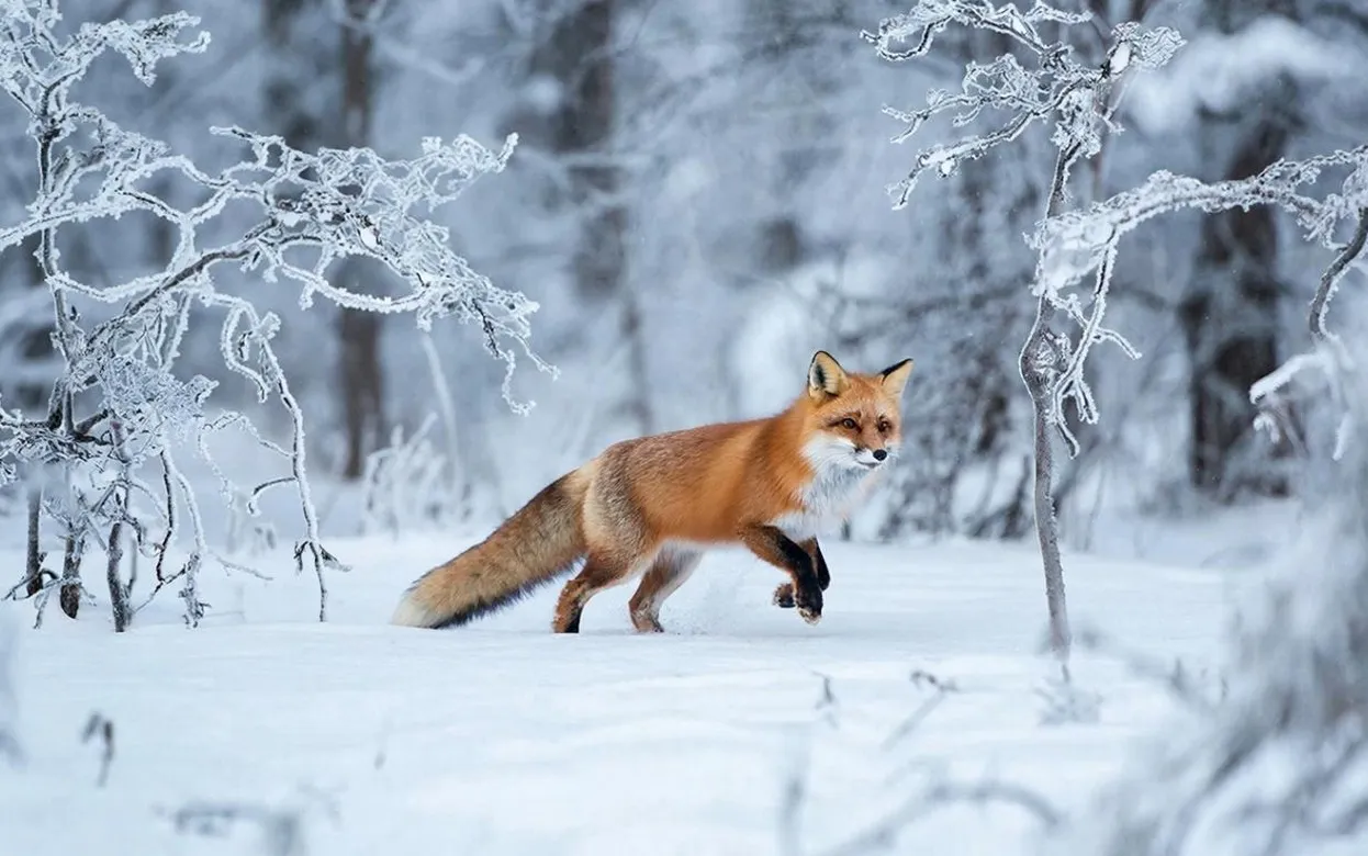 Вознаграждение за охоту на волков и лис ввели в Удмуртии