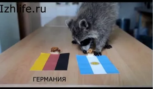 Неделю назад ижевский енот угадал чемпиона мира по футболу. Скриншот видео