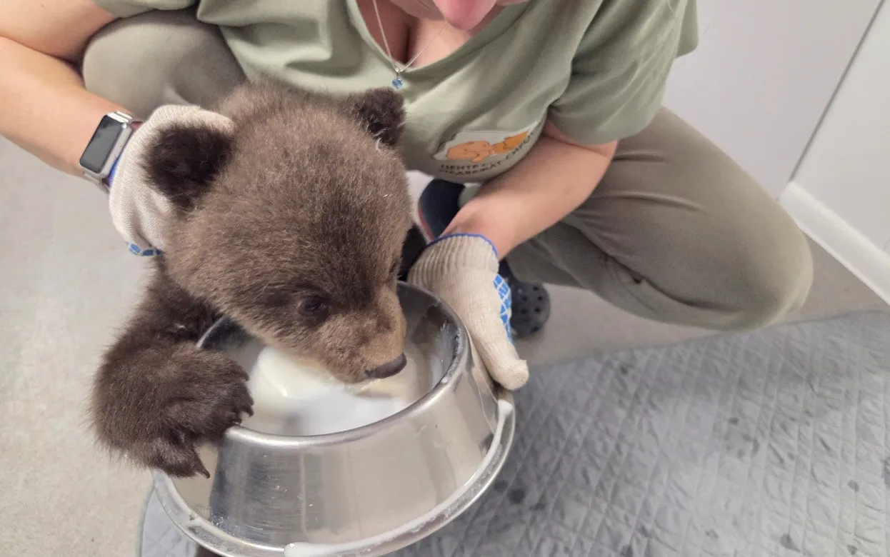 Главные новости Ижевска на 3 апреля: спасение медвежат и деньги на трассу