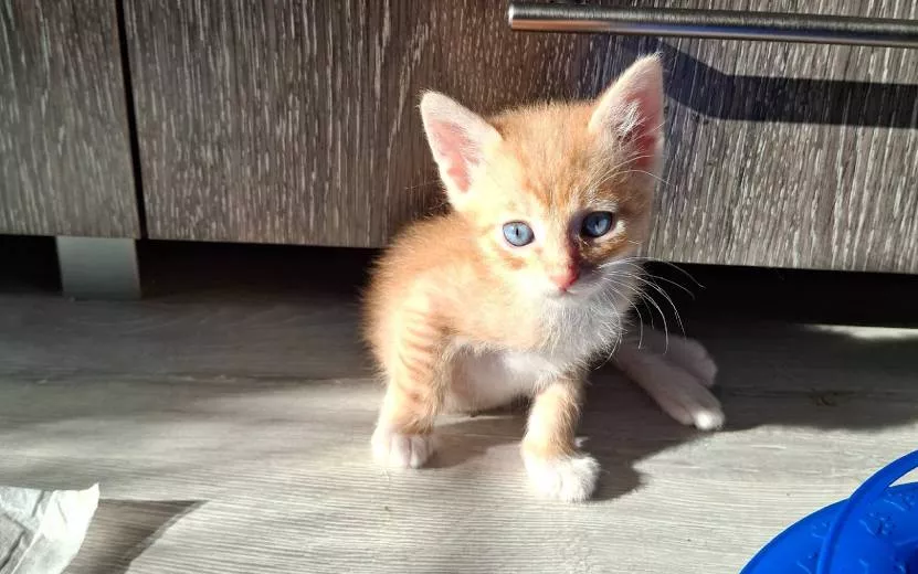 Ищу дом: Апельсин, мальчик, 1,5 месяца