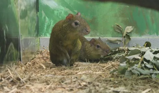 udm-zoo.ru